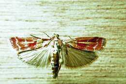 Image of Webbing Coneworm Moth