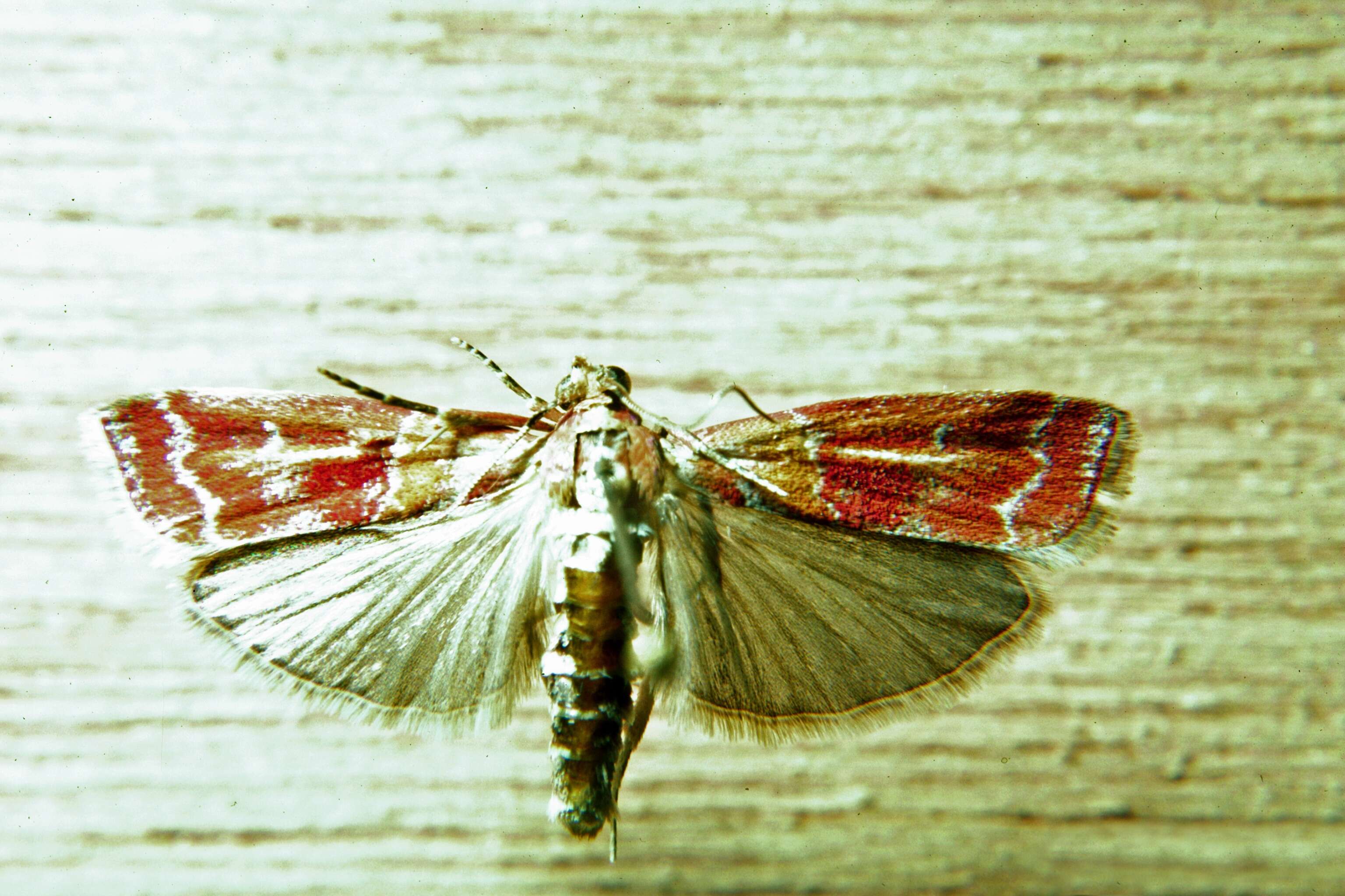 Image of Webbing Coneworm Moth