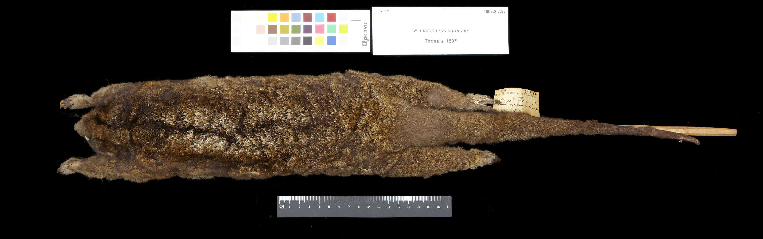 صورة Pseudochirops corinnae (Thomas 1897)