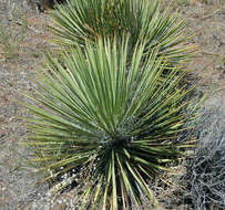 Image of soapweed yucca