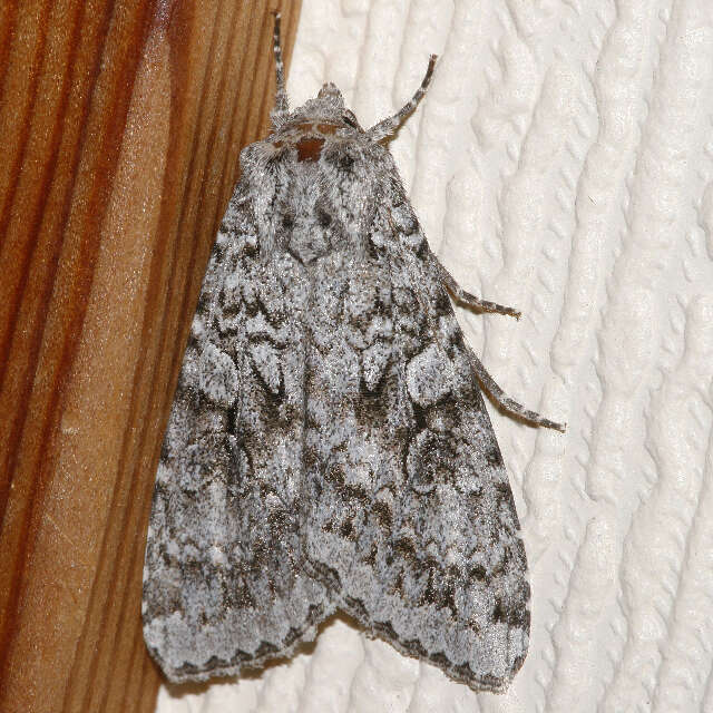 Image of Great Gray Dart; Great Brocade