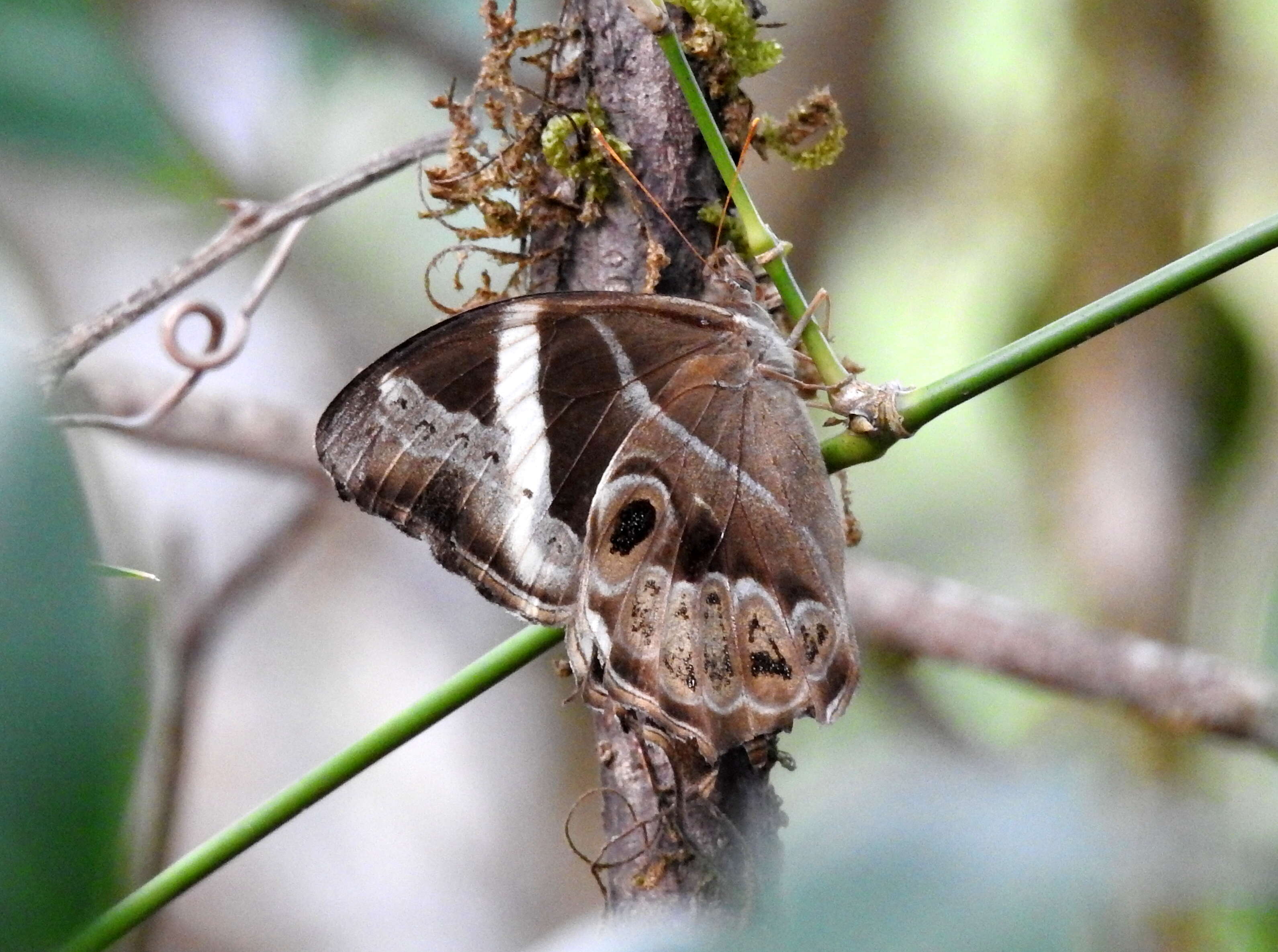 Image of Bamboo Tree Brown