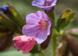 Image of Pulmonaria obscura Dumort.