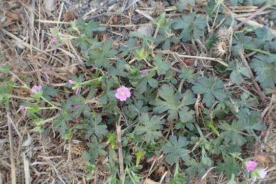 Image of New Zealand geranium