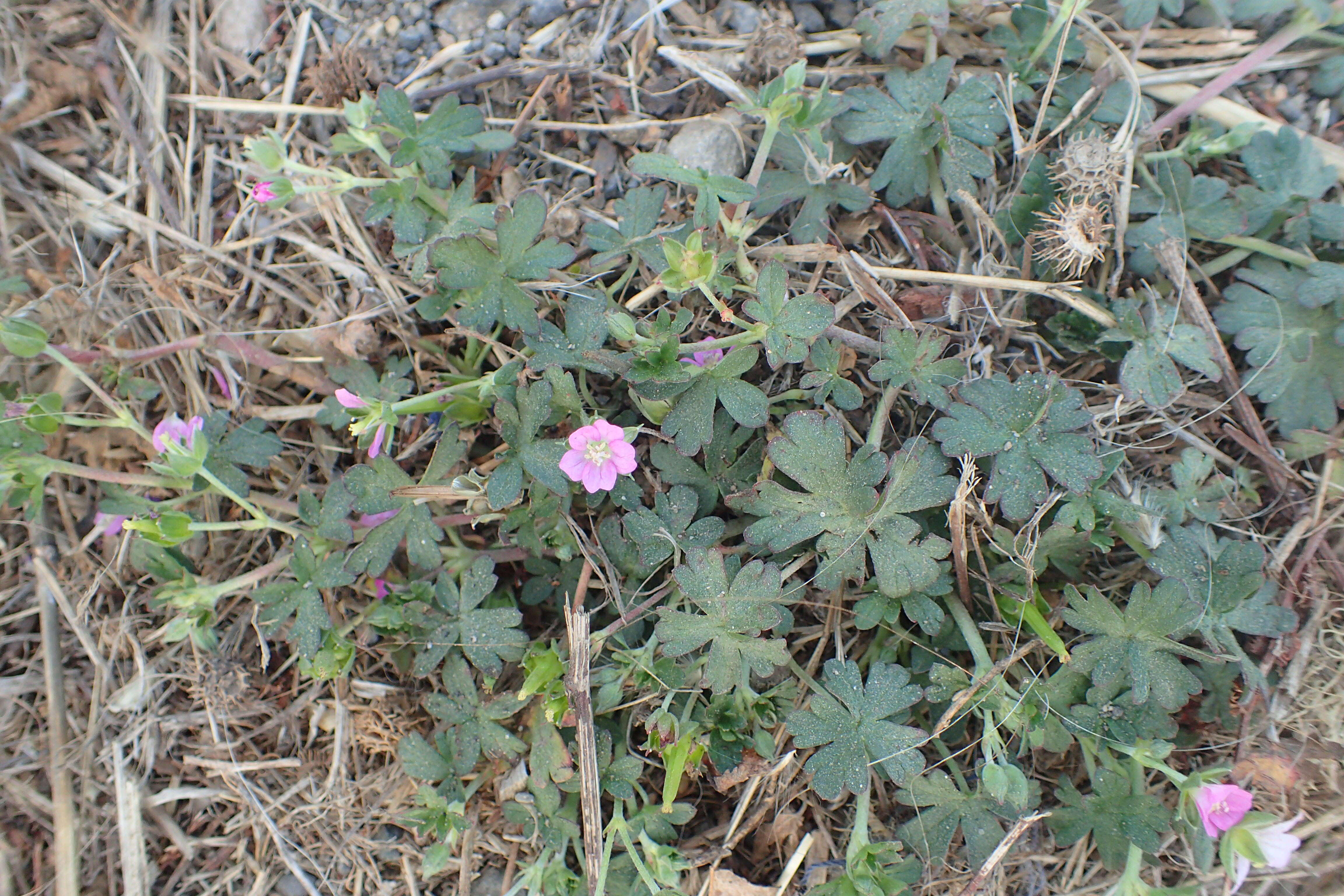 Imagem de Geranium retrorsum L'Hér. ex DC.