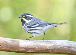 Image of Black-throated Grey Warbler