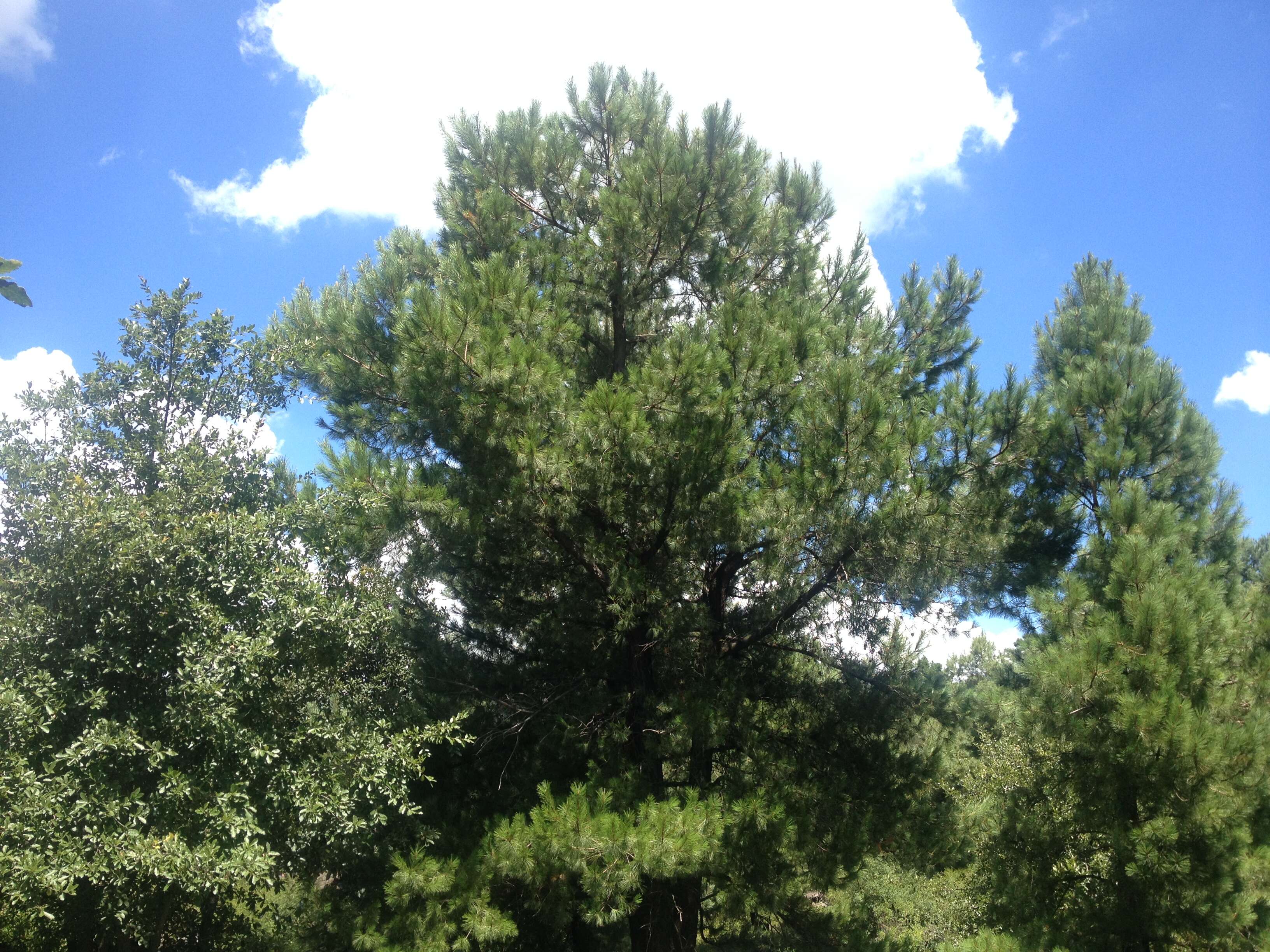 Image of Chihuahua Pine