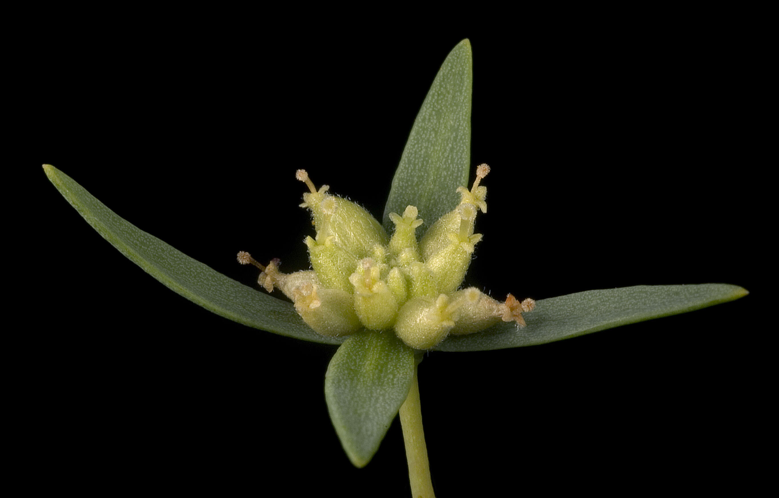 Image of Pimelea microcephala R. Br.