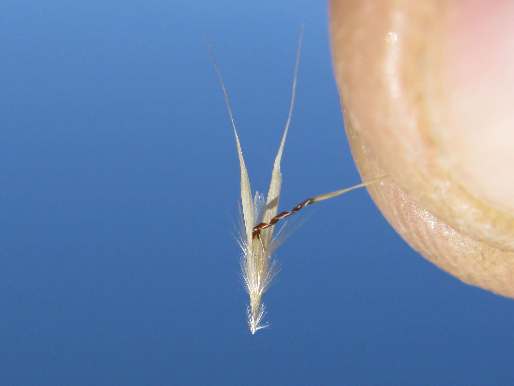 Plancia ëd Rytidosperma racemosum (R. Br.) Connor & Edgar