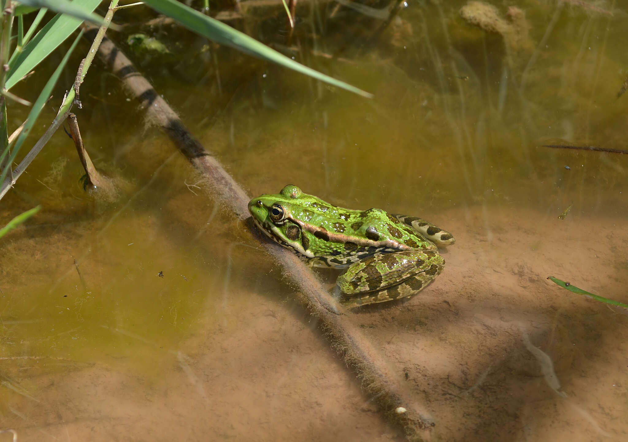 Image of Balkan Water Frog