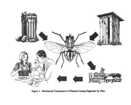 Plancia ëd Musca domestica Linnaeus 1758