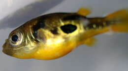 Image of Dwarf Indian Puffer