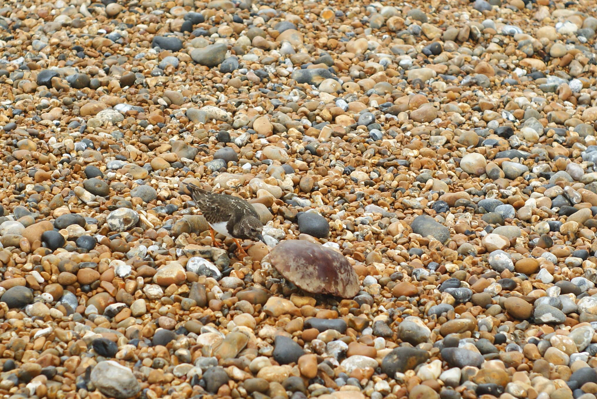 Image of Ruddy Turnstone