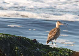 Image of Hudsonian Whimbrel