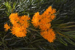 صورة Nuytsia