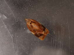 Image of red-barred tortrix