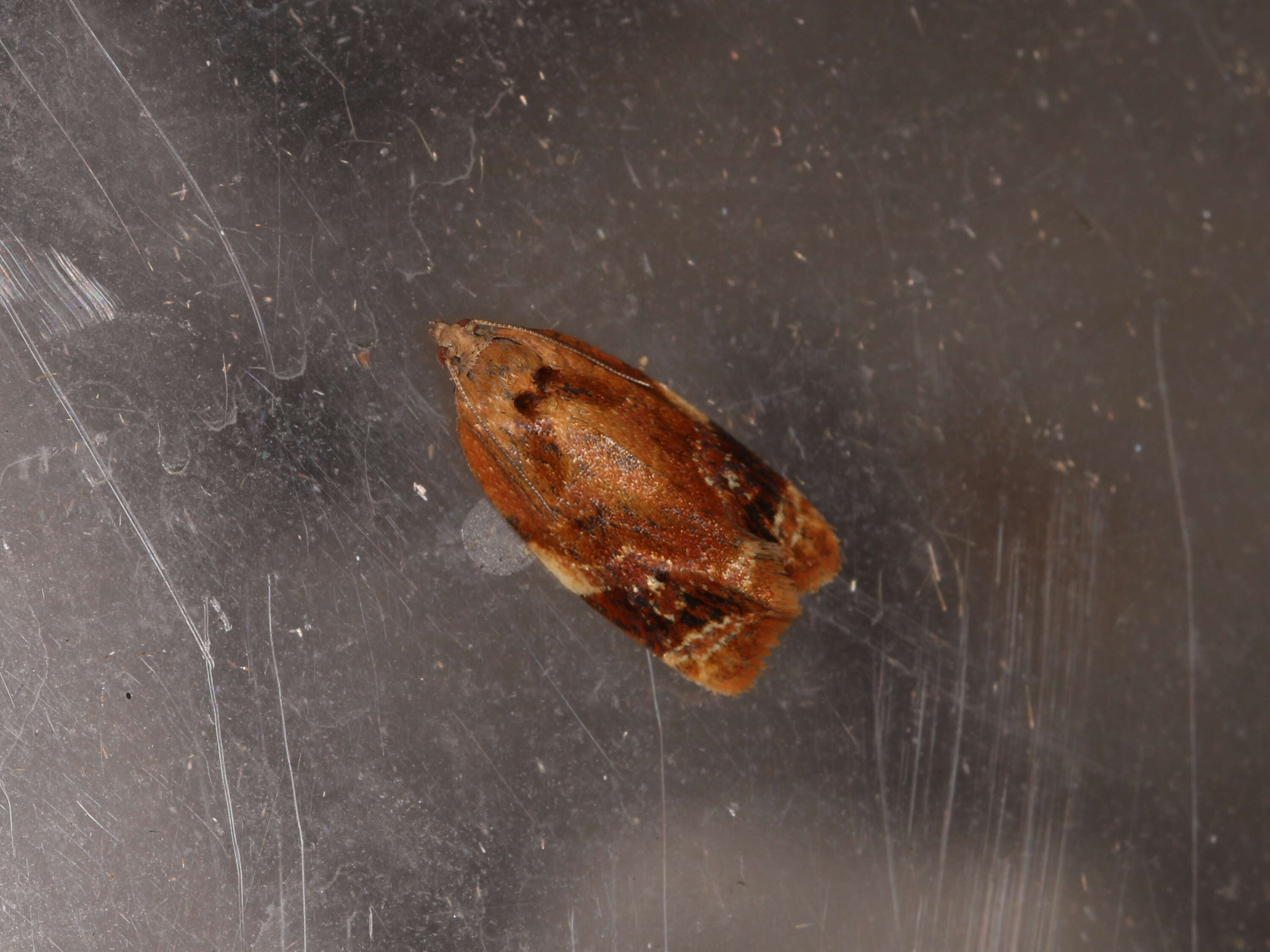 Image of red-barred tortrix