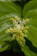 Image of false hellebore