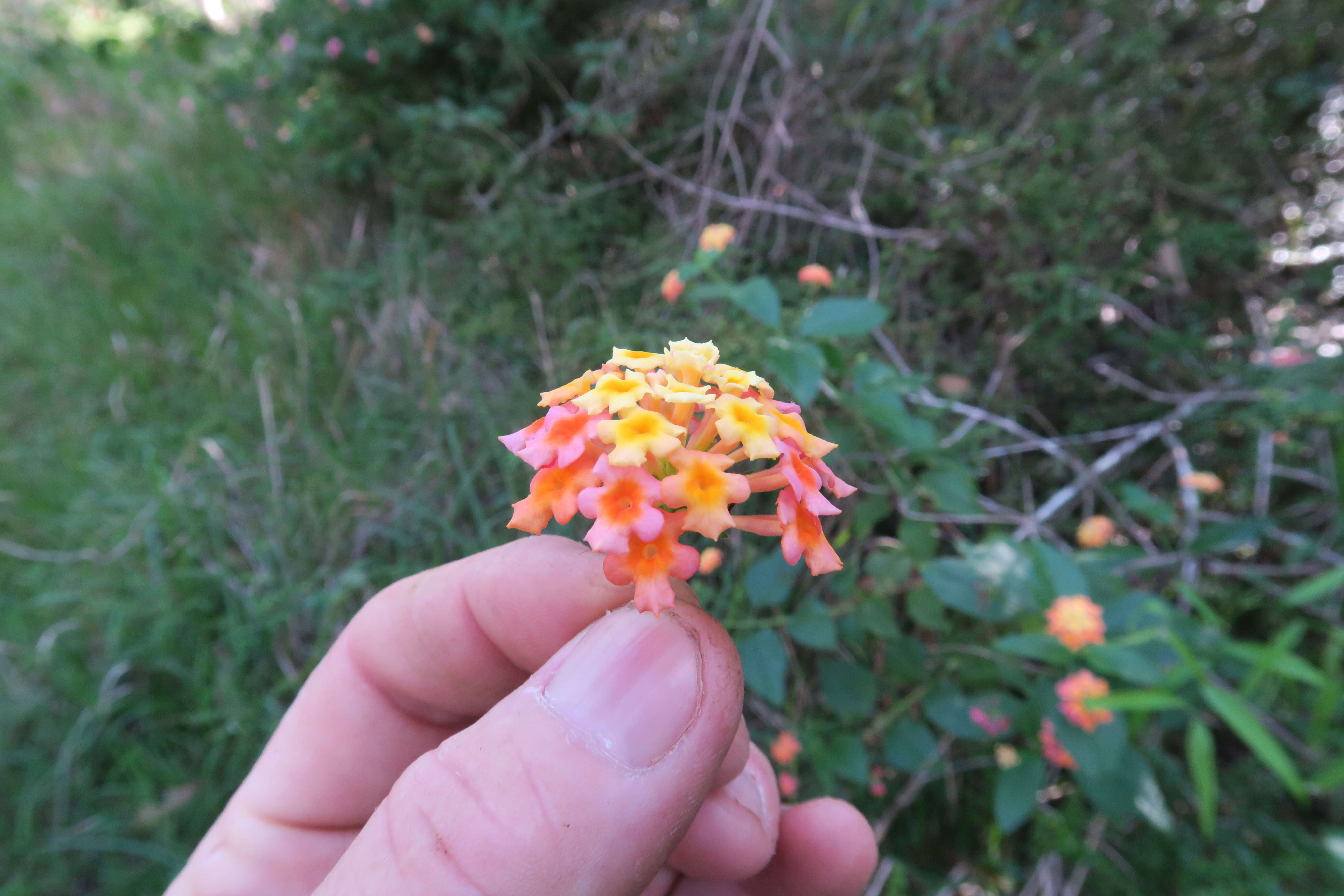 Image of lantana