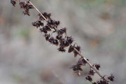 Imagem de Rumex obtusifolius L.