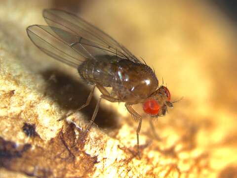 Image of Drosophila innubila Spencer 1943