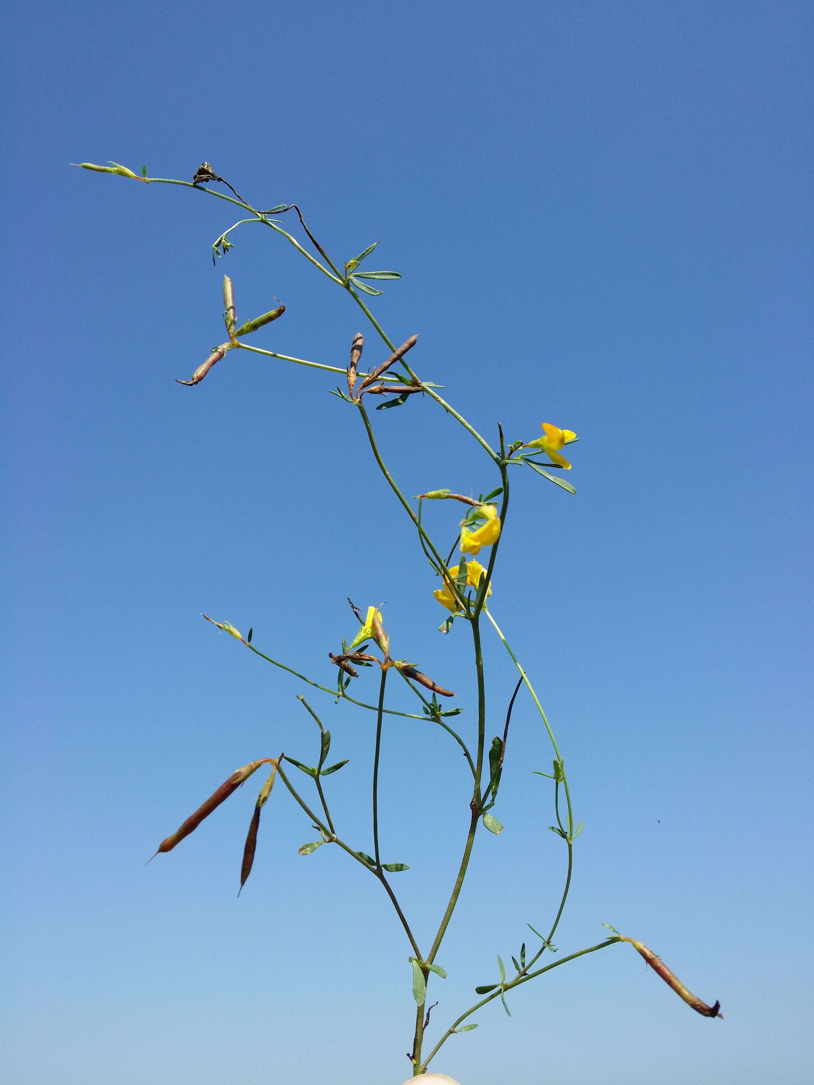 Image of Narrow-leaved Bird's-foot-trefoil