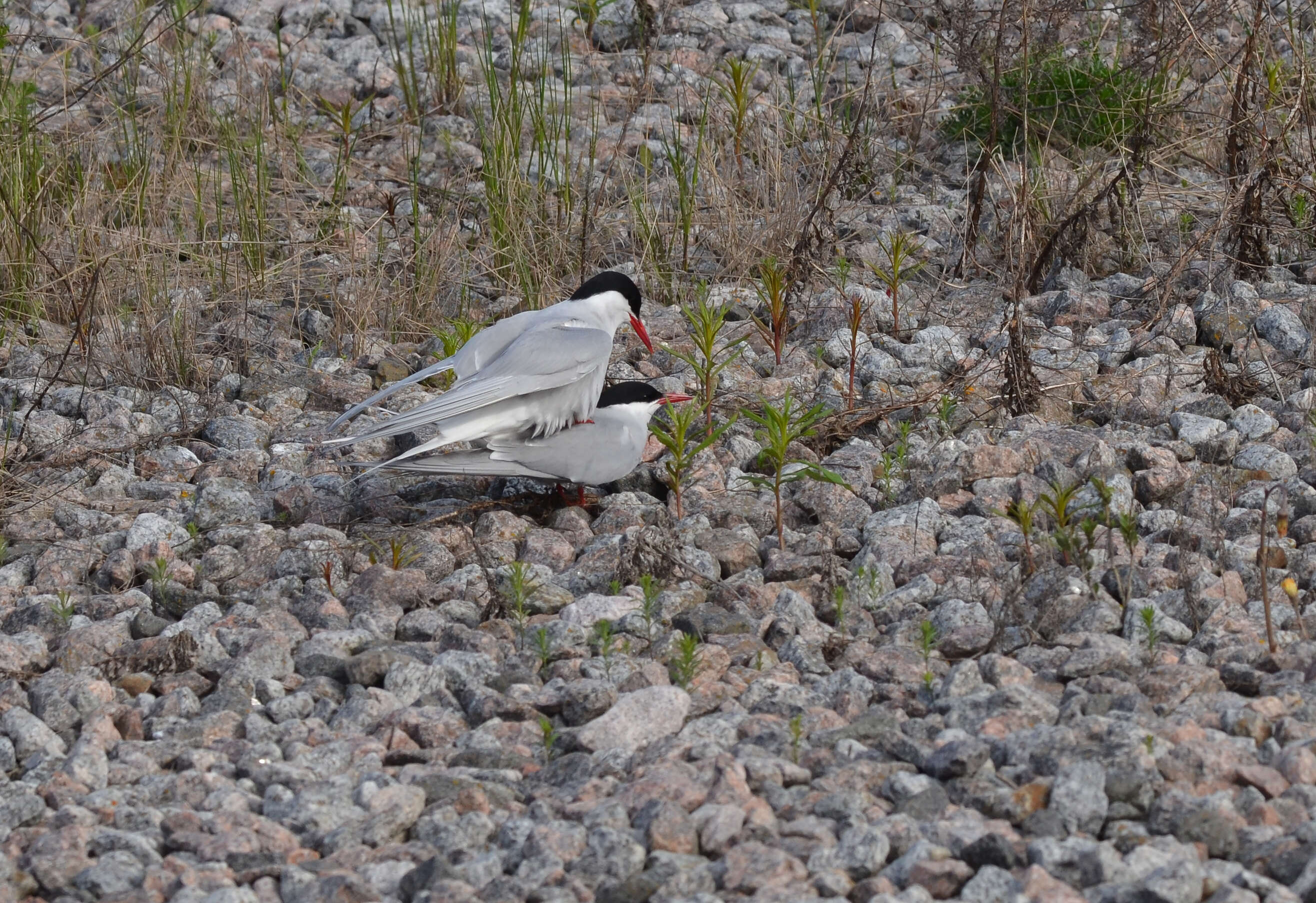 Image of Arctic Tern