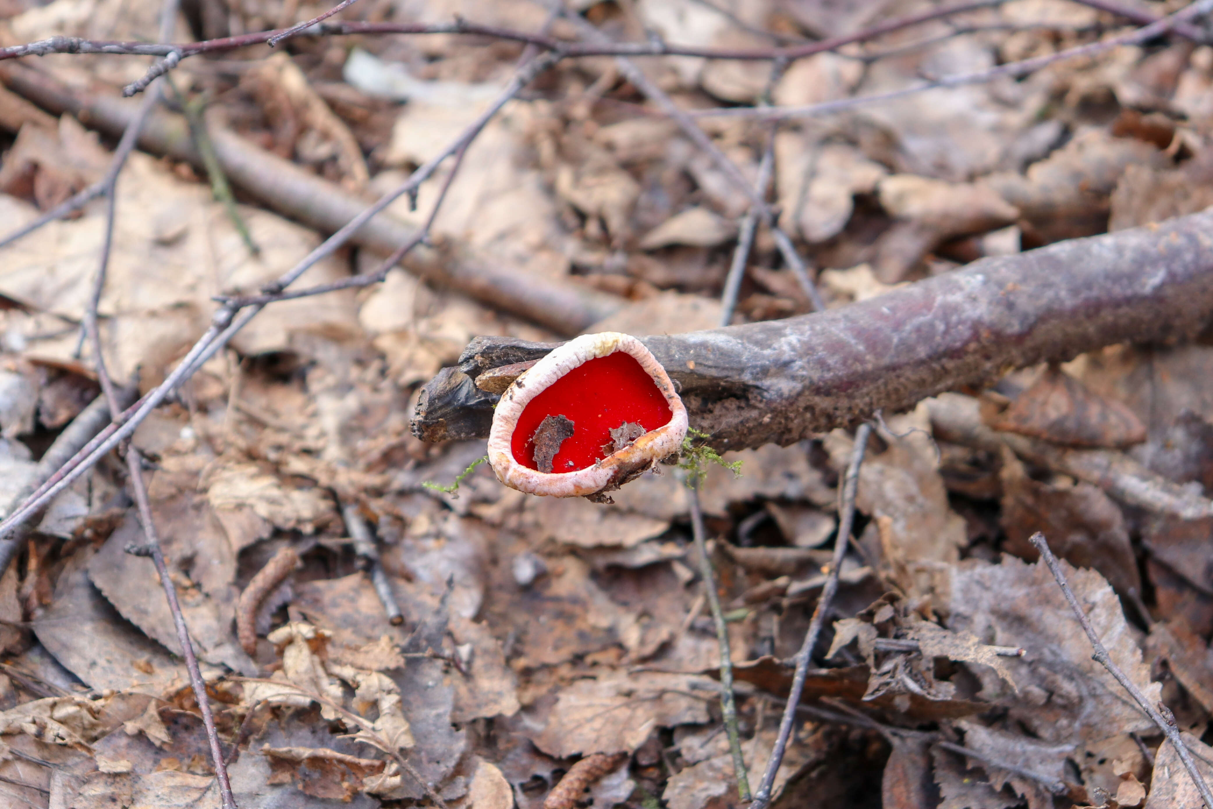 Image of scarlet cup