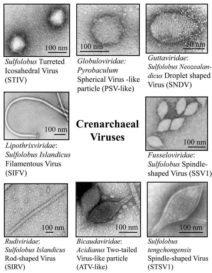 Image of Crenarchaeota