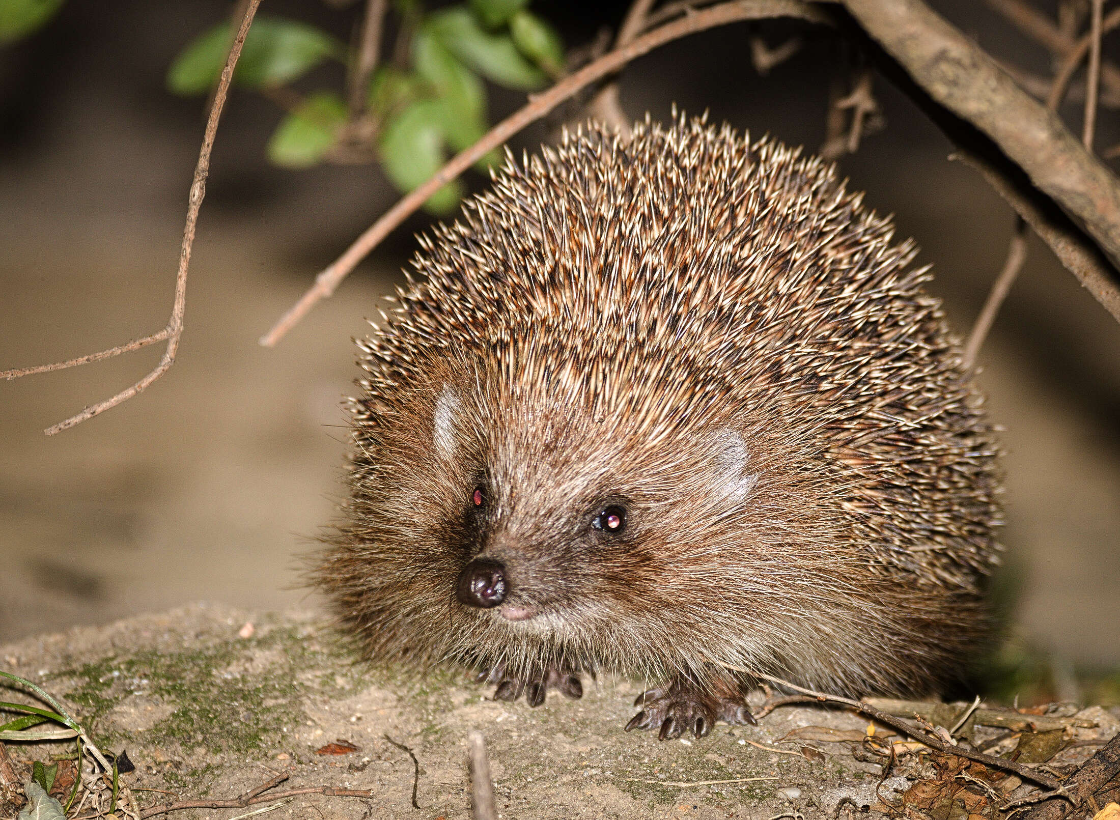 Image of Northern White-Breasted Hedgehog