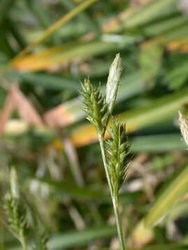 Image of Asian shortstem sedge