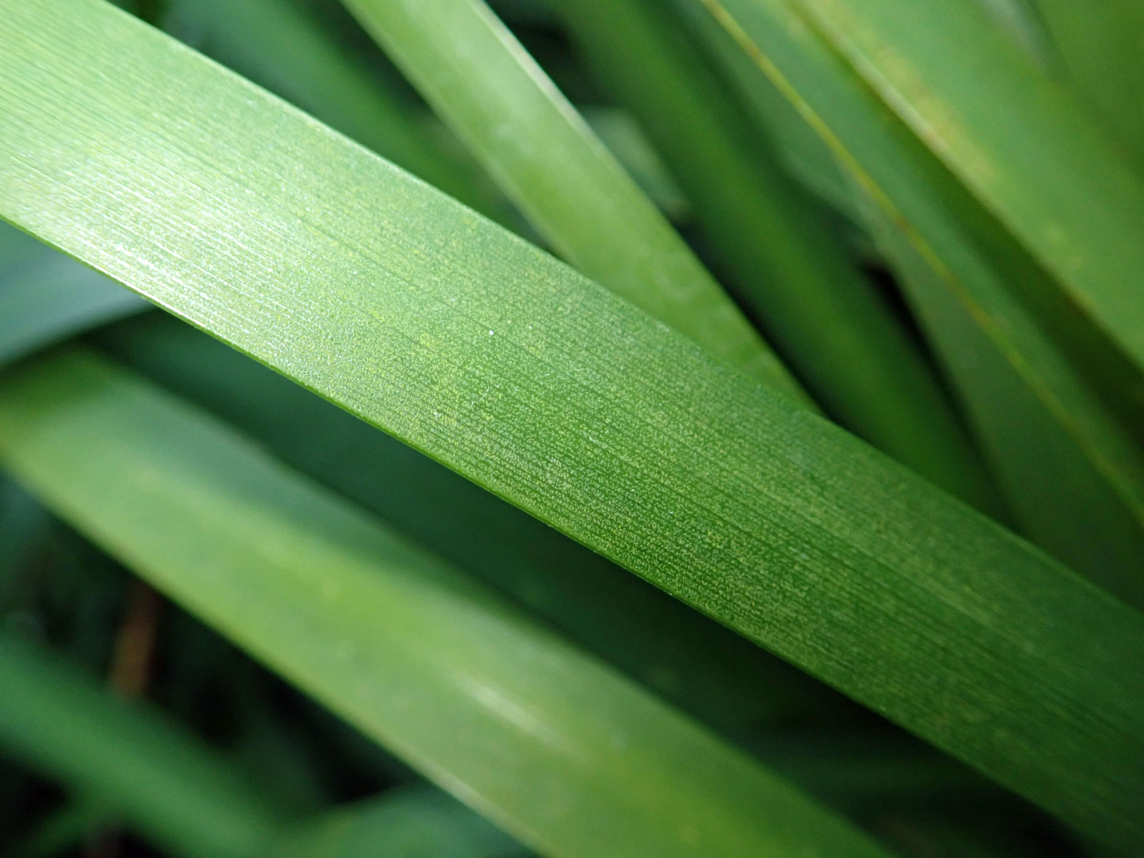 Image of Wild iris