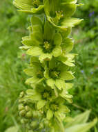 Image of White Hellebore