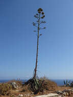 Image of American Aloe