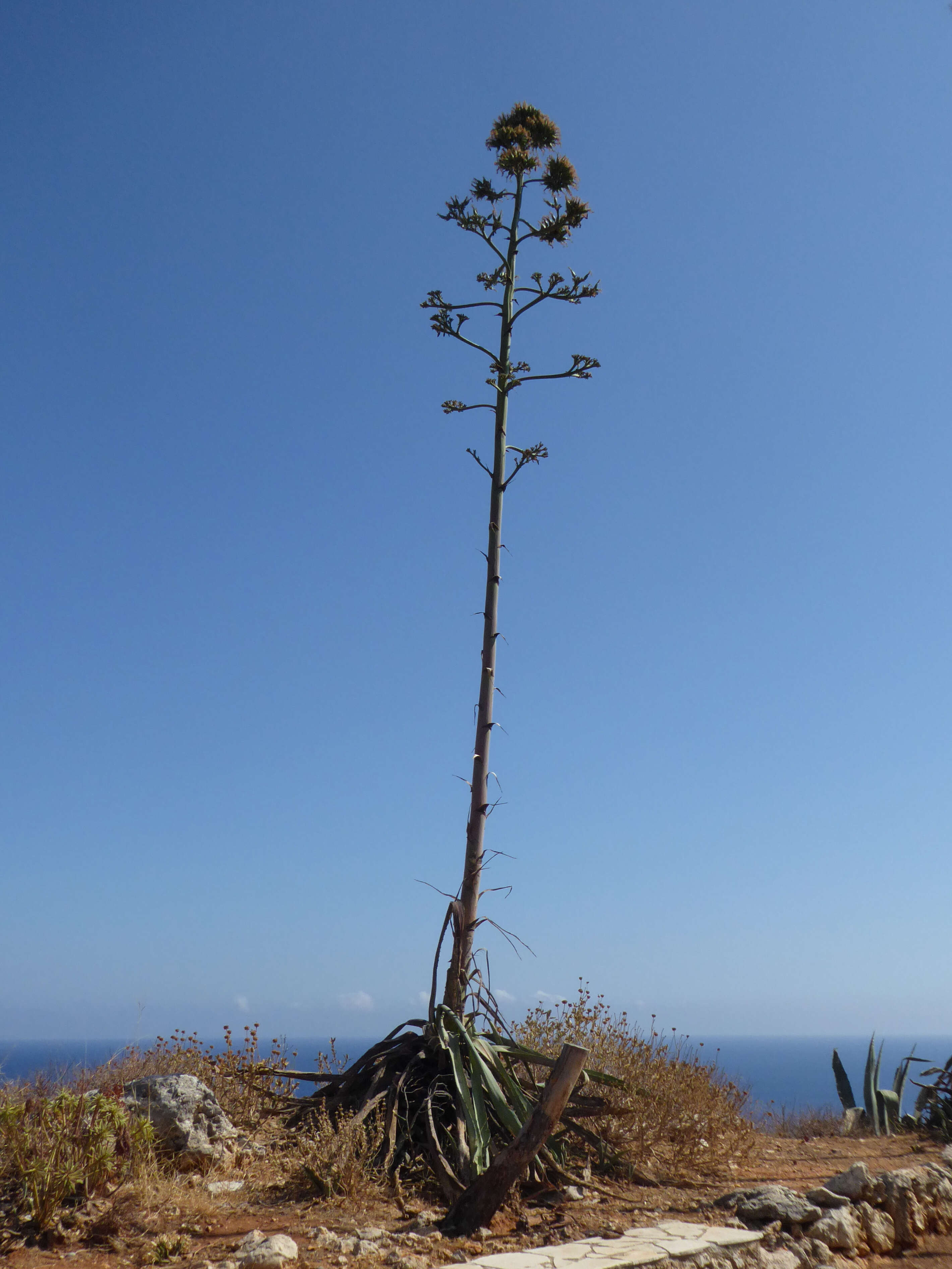 Image of American Aloe