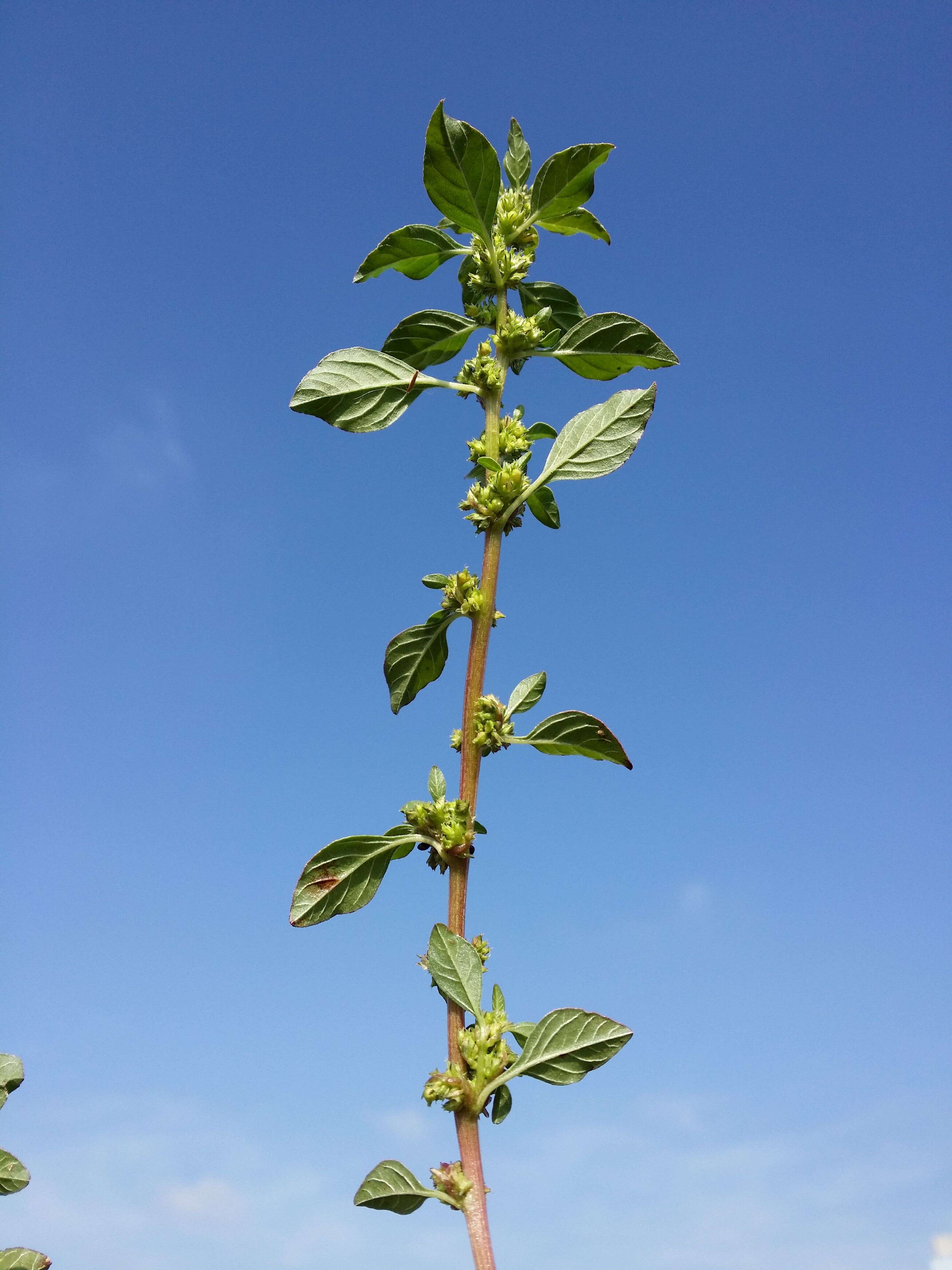 Image of Mediterranean Amaranth