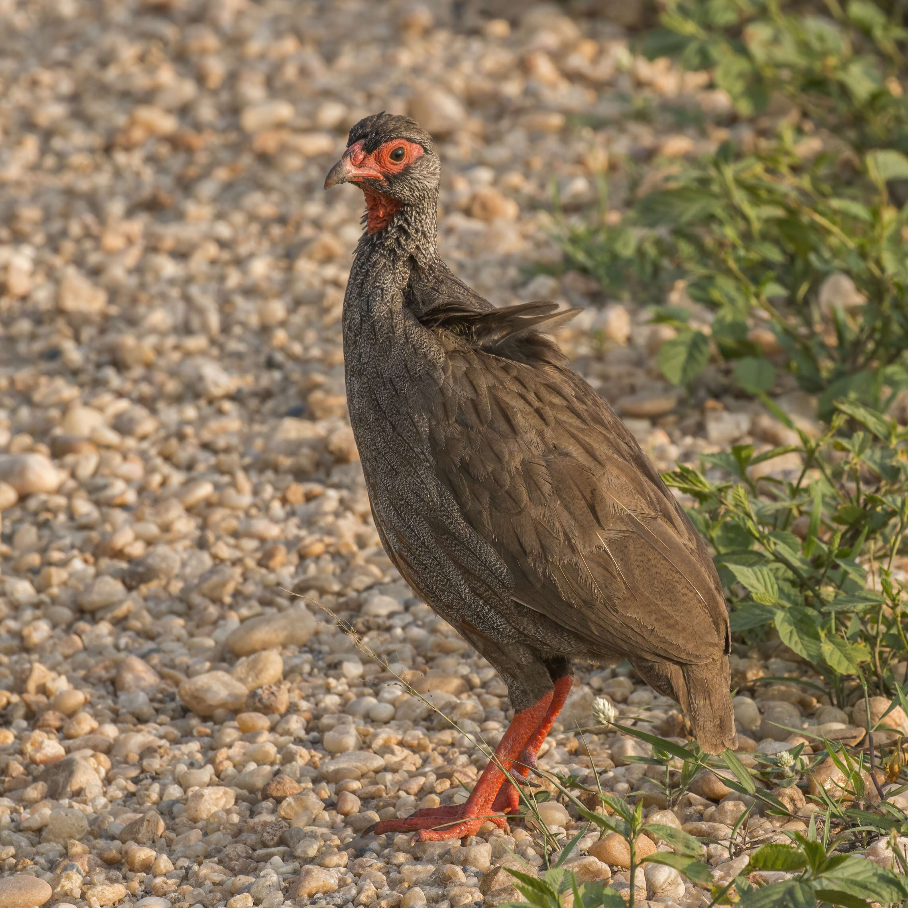 Image of Red-necked Francolin