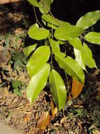 Image of Prioria pinnata