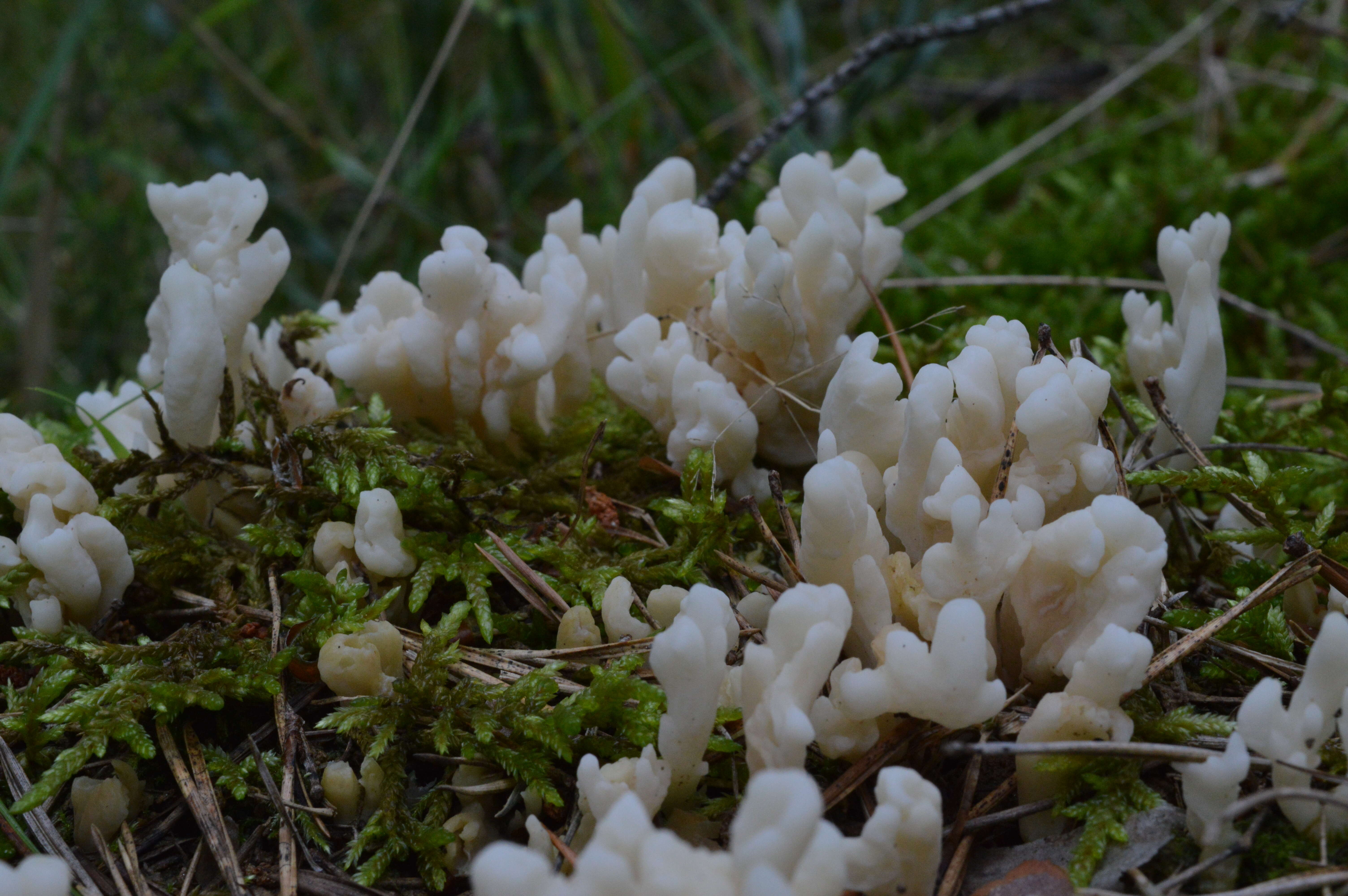 Imagem de Clavulina coralloides (L.) J. Schröt. 1888