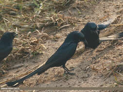 Image of Black Drongo