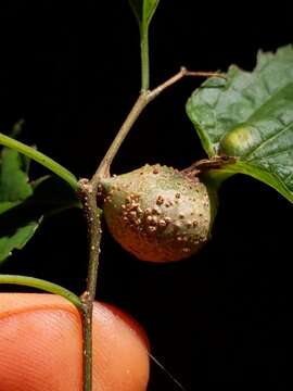 Image of Southern Hackberry