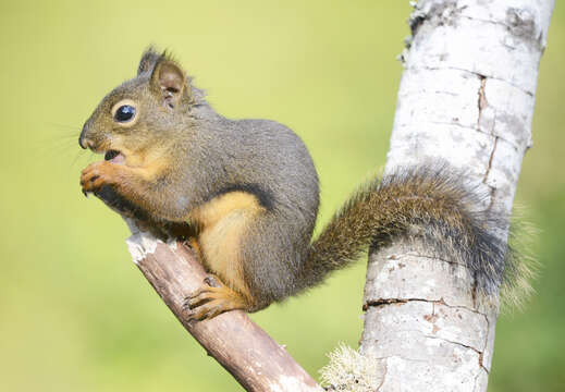 Image of Douglas's Squirrel