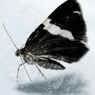 Image of White-striped Black