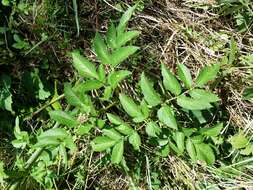 Image of wild angelica