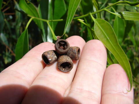 Image of southern mahogany