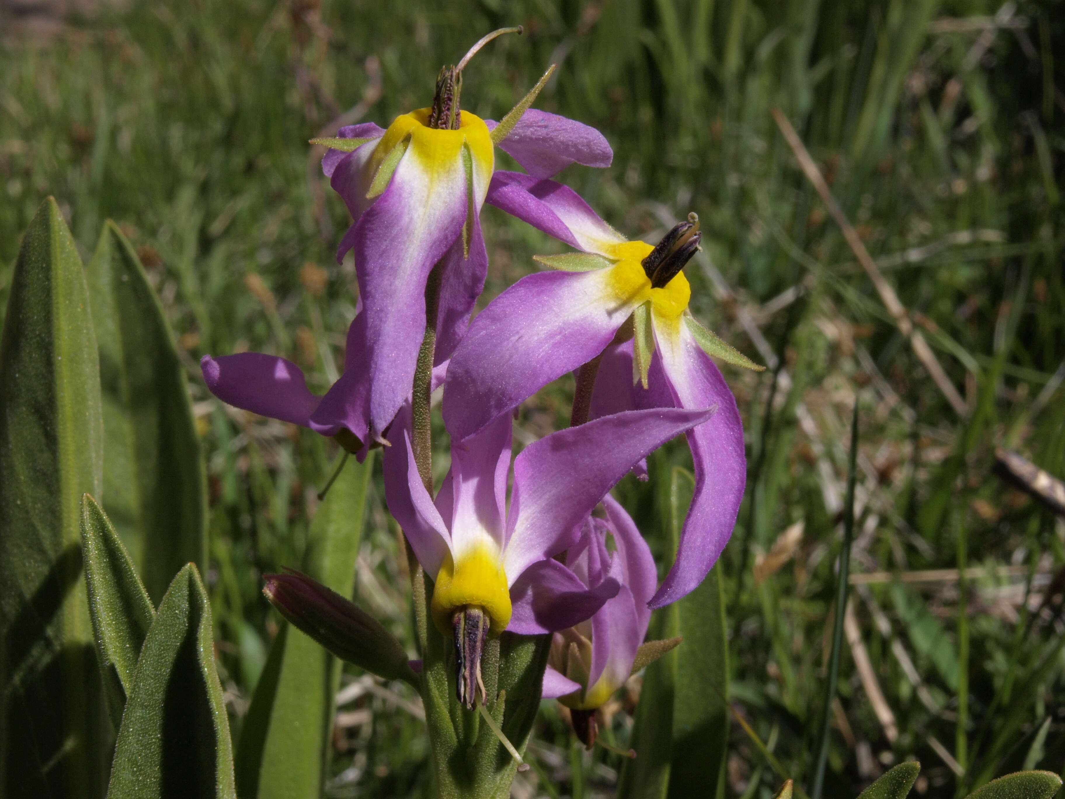 Image of scented shootingstar