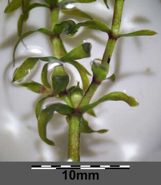 Image of western waterweed