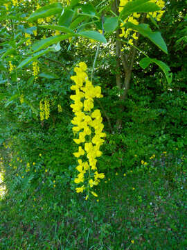 Image of Alpine Laburnum