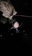 Image of Garden spider