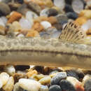 Image of Loaches